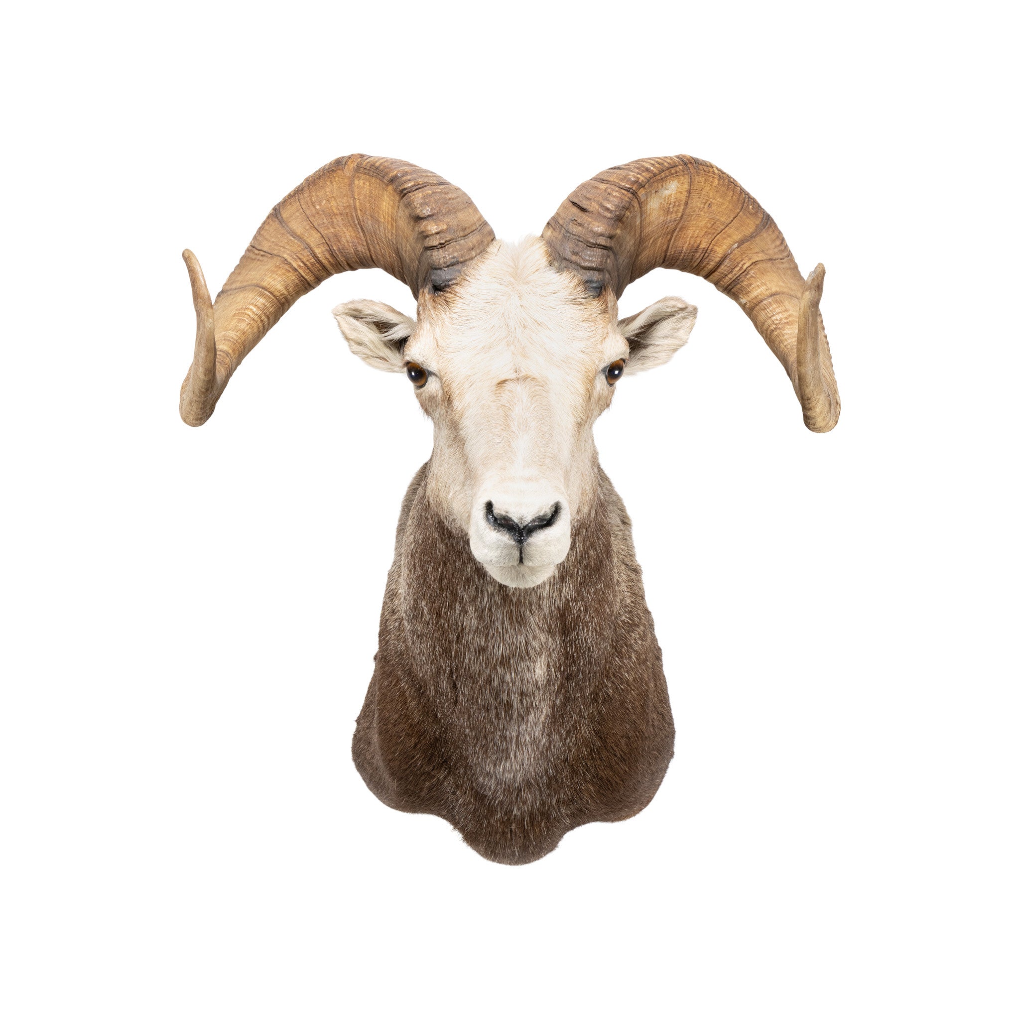 Stone Sheep Shoulder Ram