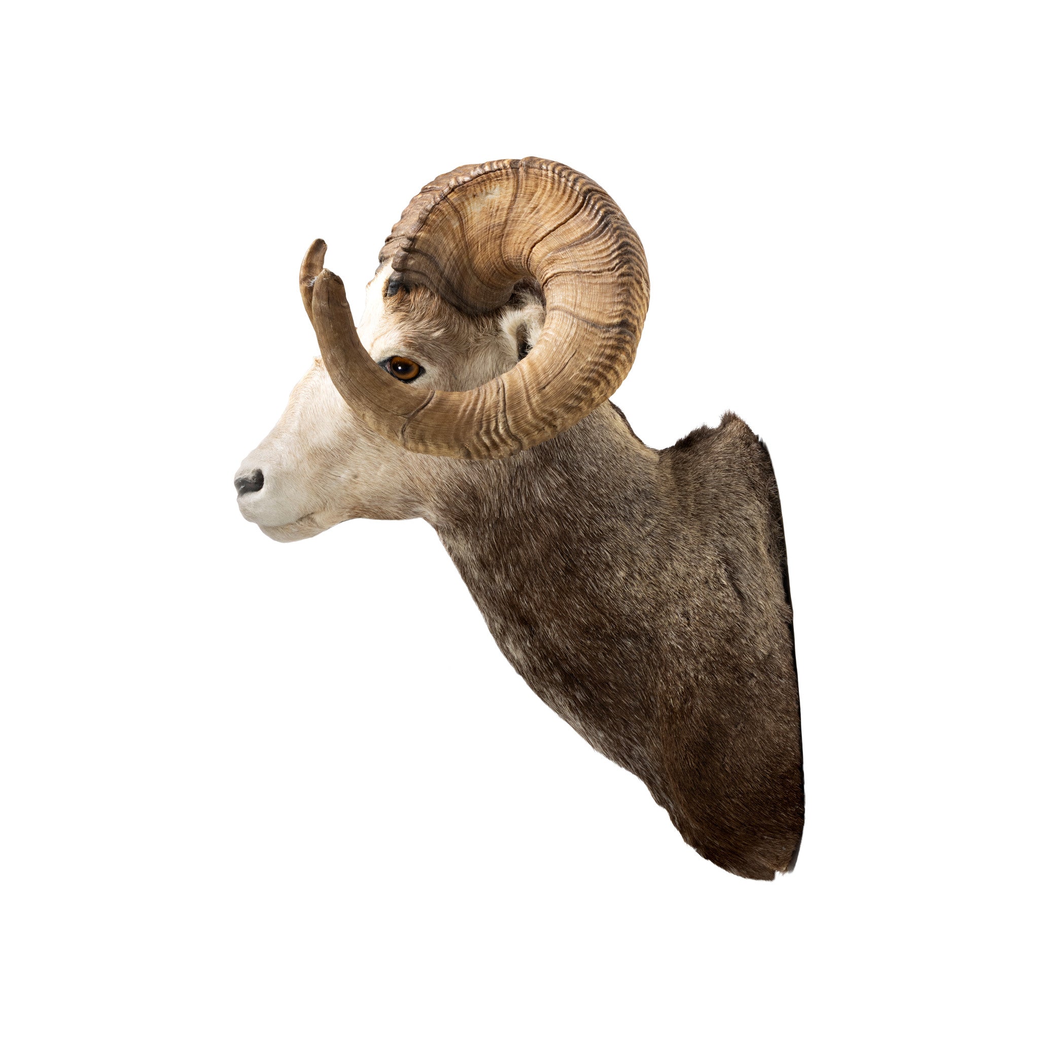 Stone Sheep Shoulder Ram