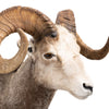 Stone Sheep Shoulder Ram