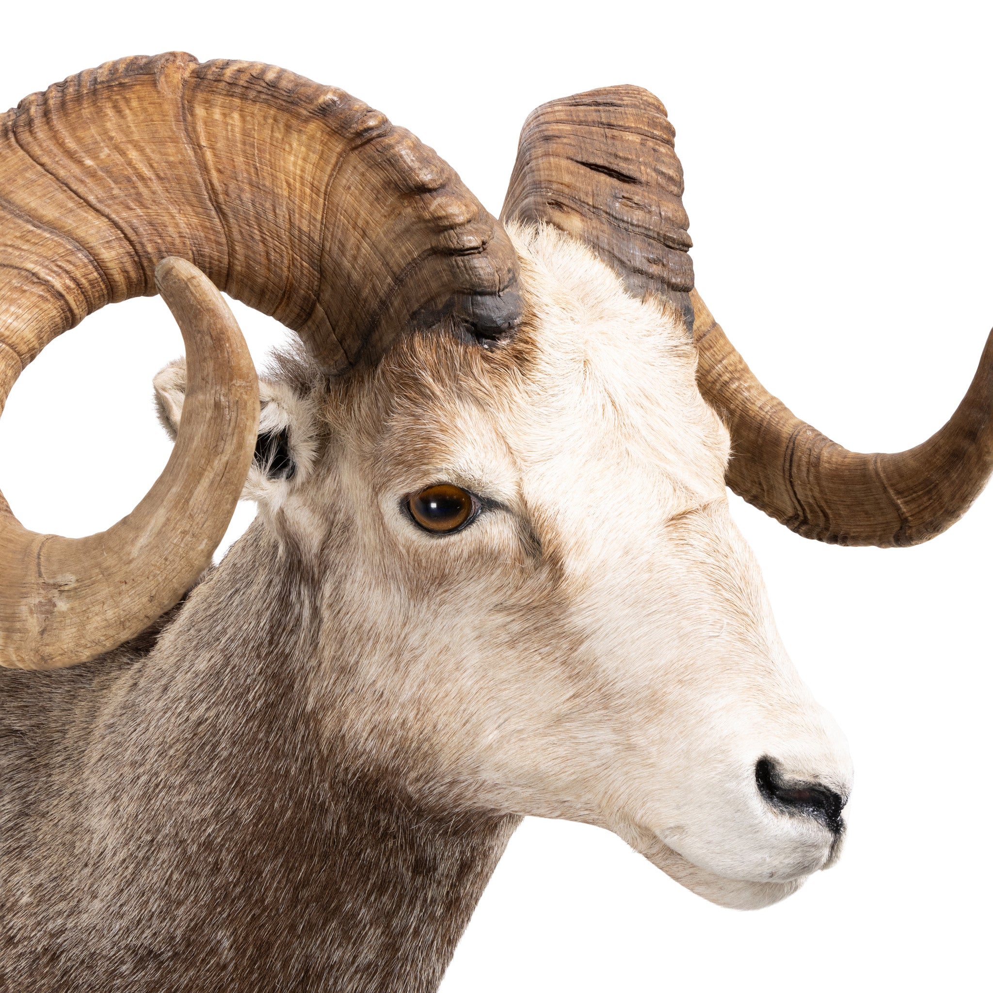 Stone Sheep Shoulder Ram