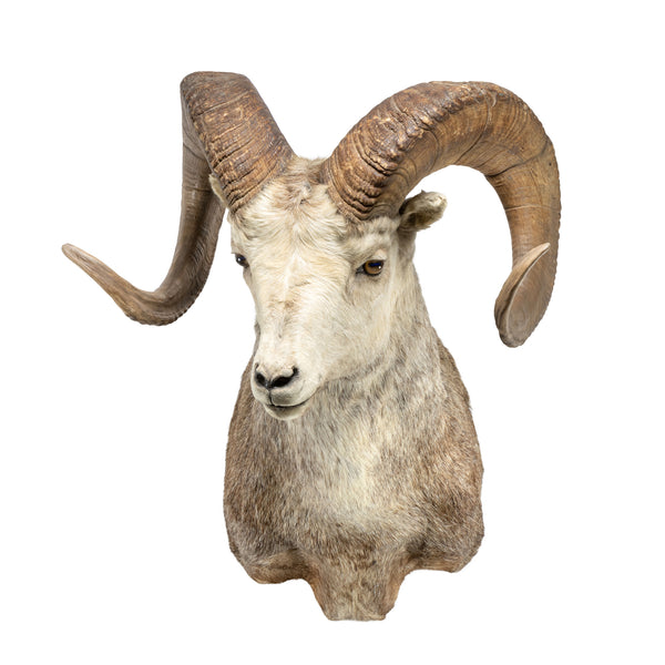 Full Curl Big Horn Sheep Mount, Furnishings, Taxidermy, Sheep