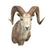 Full Curl Big Horn Sheep Mount