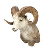 Full Curl Big Horn Sheep Mount