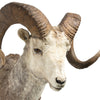 Full Curl Big Horn Sheep Mount