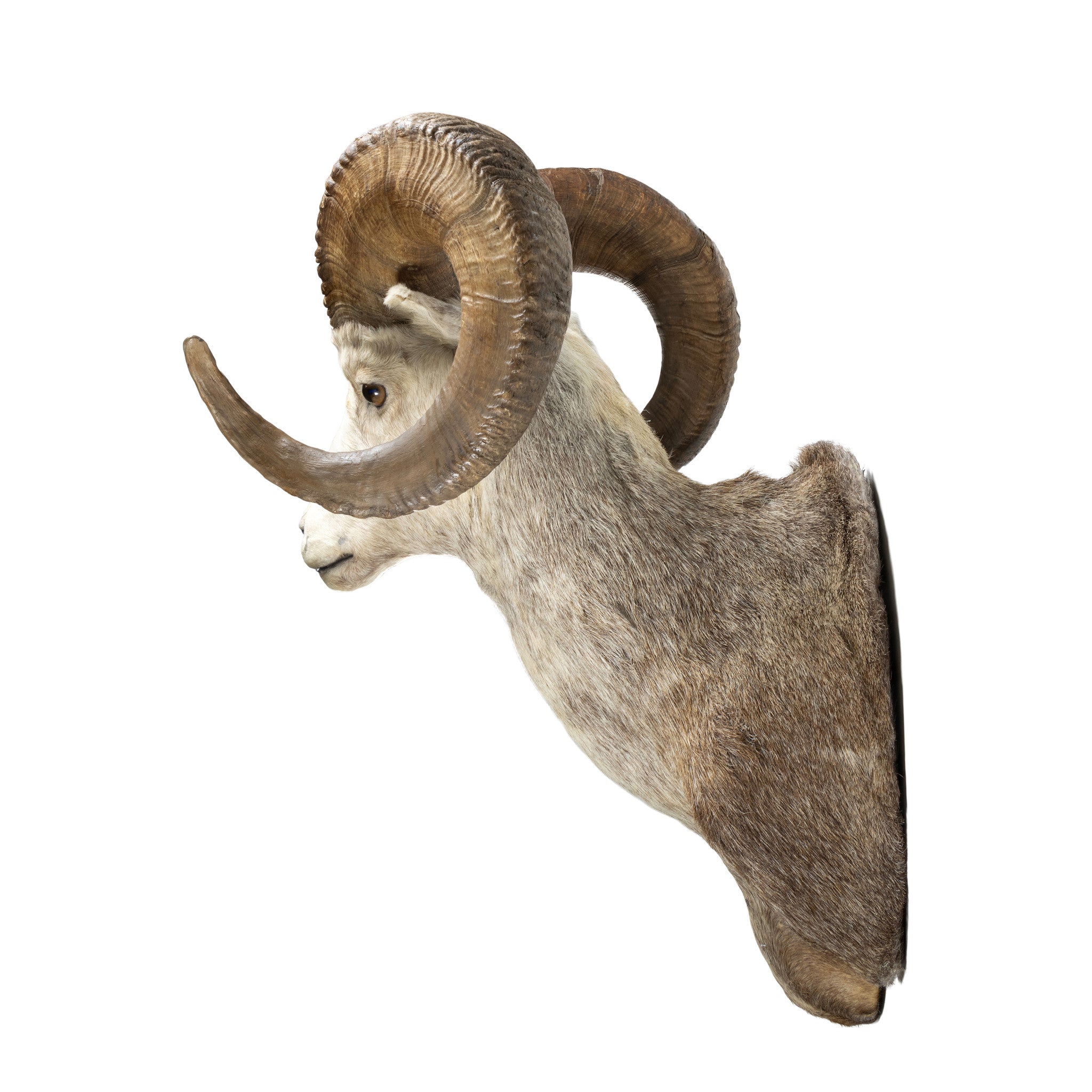 Full Curl Big Horn Sheep Mount