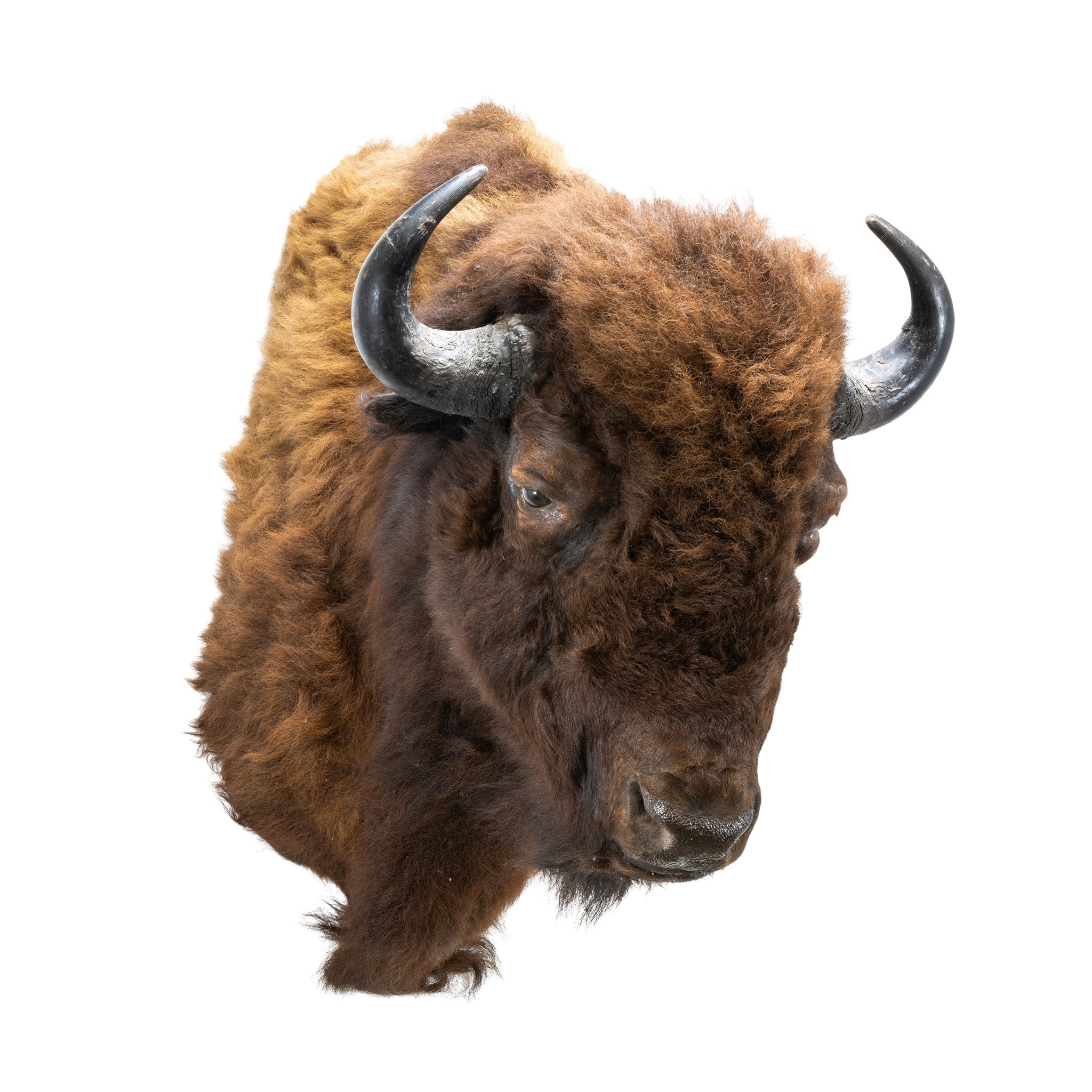 Buffalo Shoulder Mount, Furnishings, Taxidermy, Buffalo