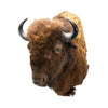 Buffalo Shoulder Mount