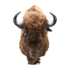 Buffalo Shoulder Mount