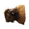 Buffalo Shoulder Mount