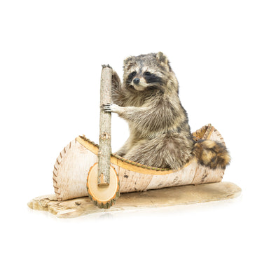 Canoeing Raccoon, Furnishings, Taxidermy, Raccoon