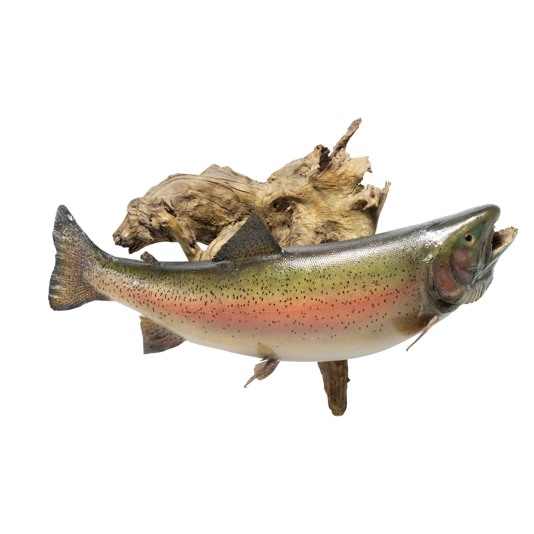 Large Bear Lake Rainbow, Furnishings, Taxidermy, Fish