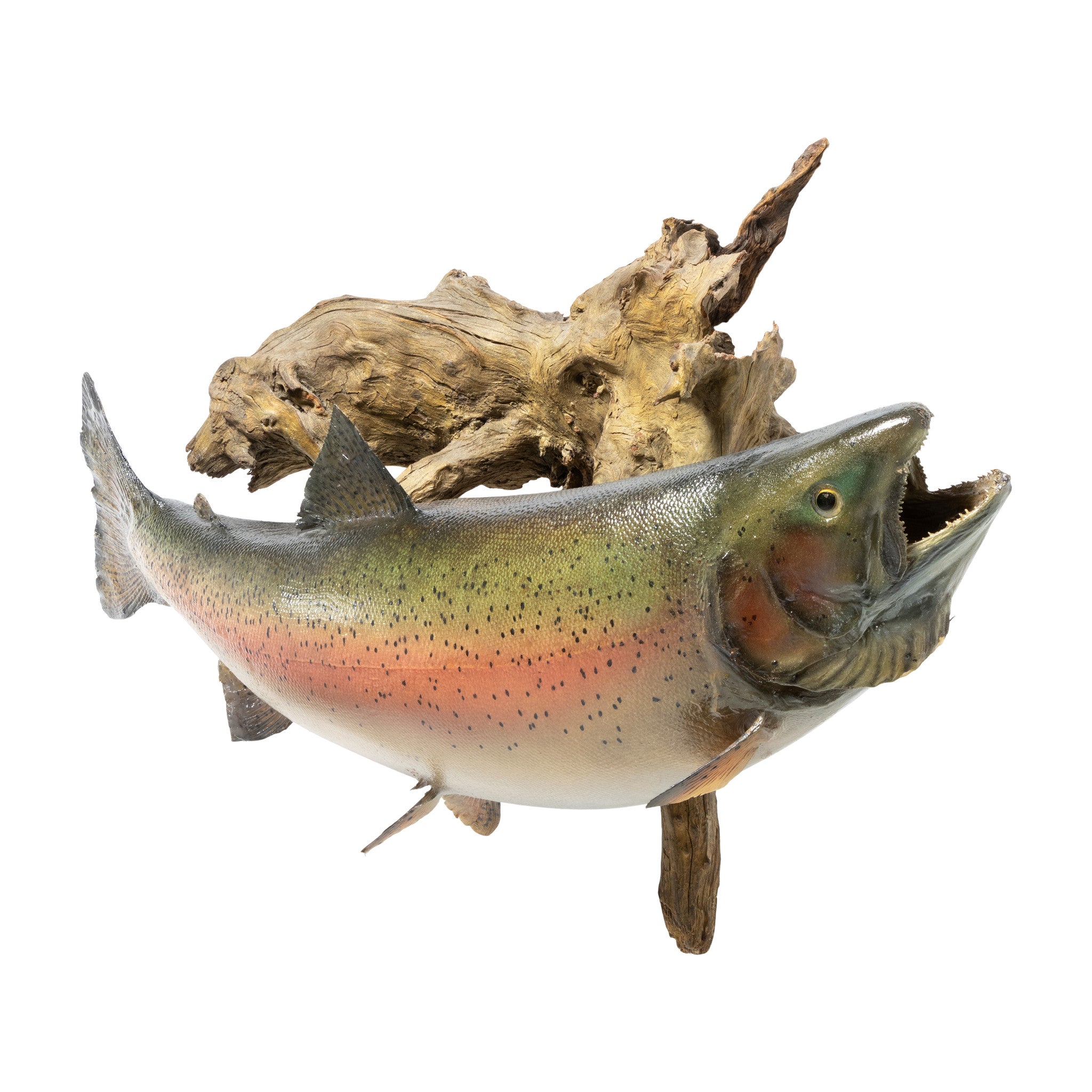 Large Bear Lake Rainbow