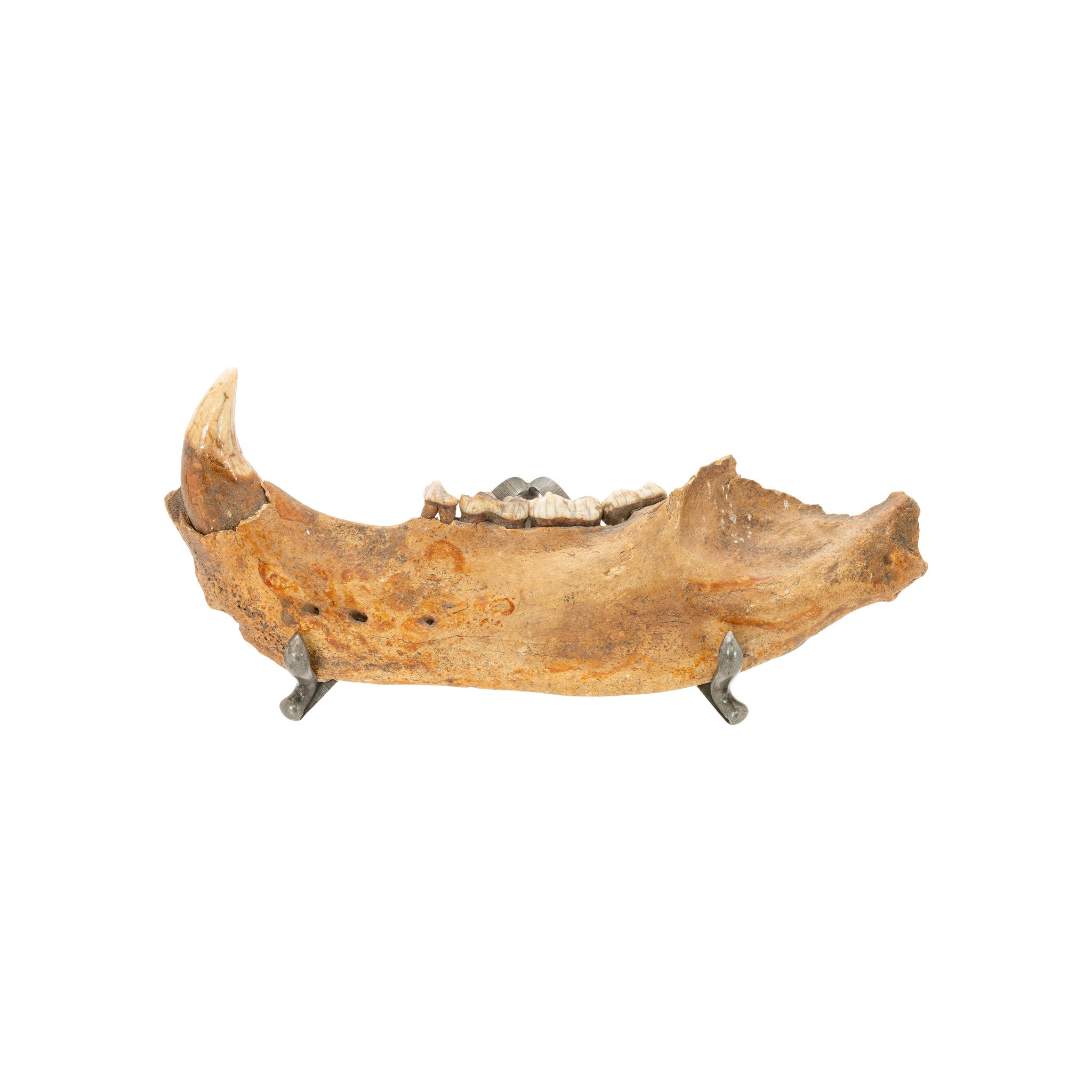 Cave Bear Fossil