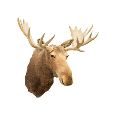 Yukon Moose, Furnishings, Taxidermy, Moose