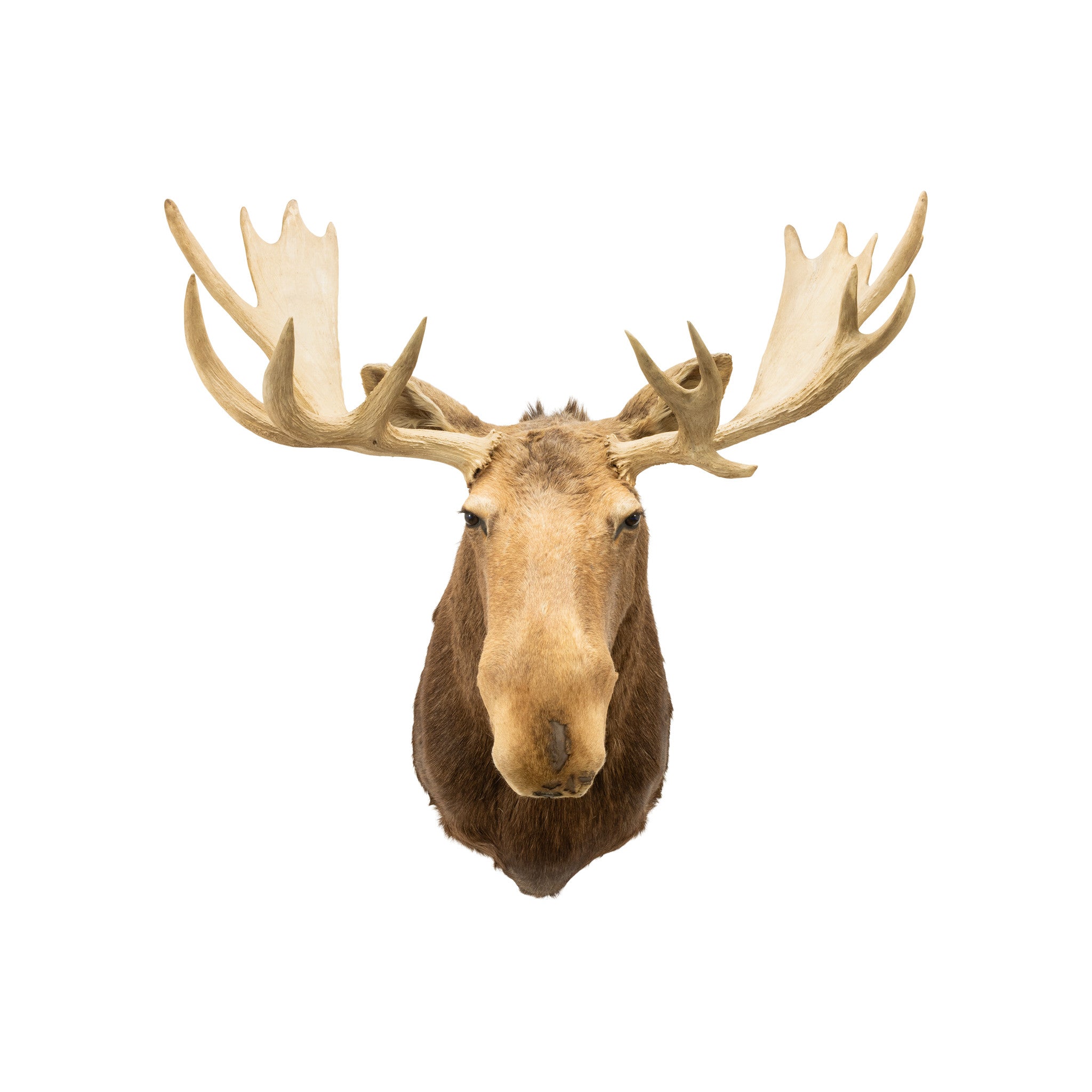 Yukon Moose