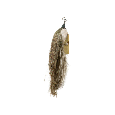 Peacock Mount, Furnishings, Taxidermy, Bird