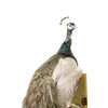 Peacock Mount