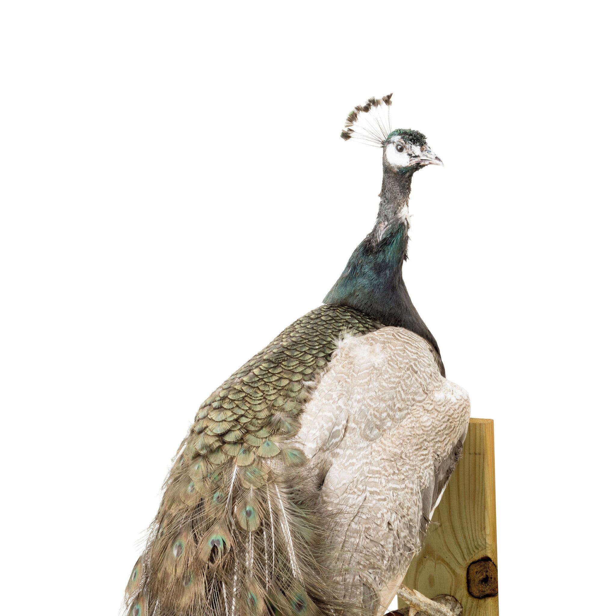 Peacock Mount