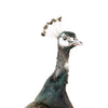 Peacock Mount