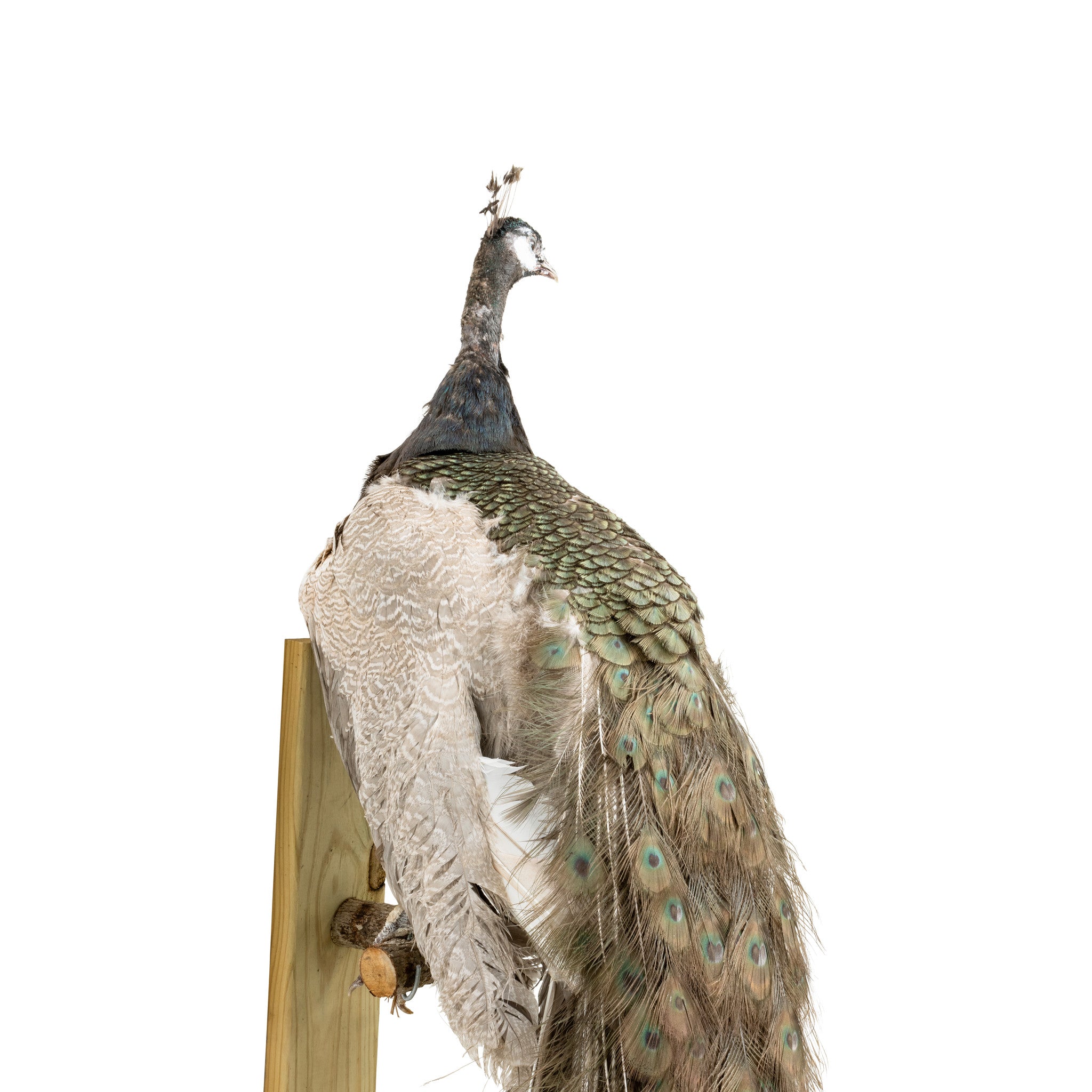 Peacock Mount