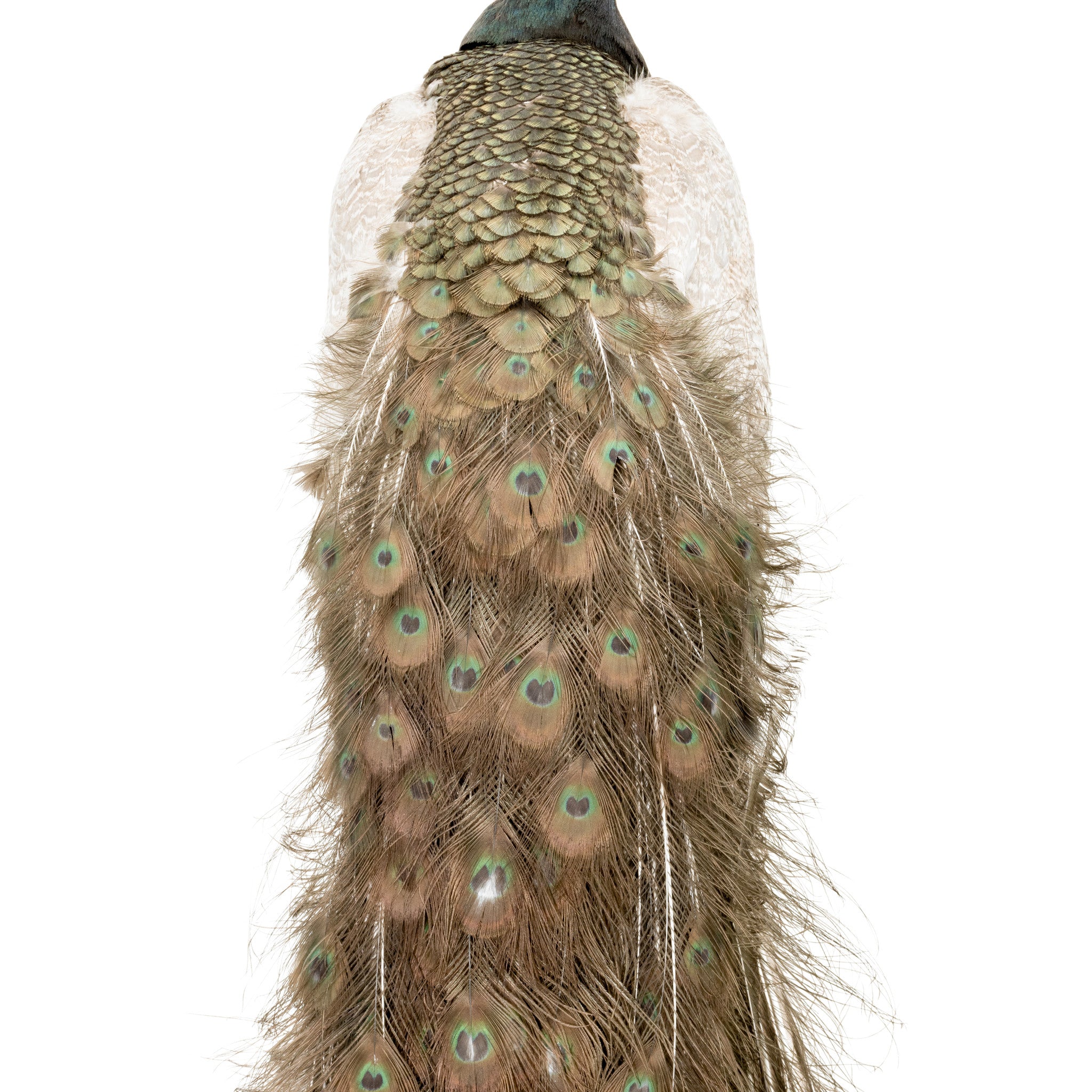 Peacock Mount