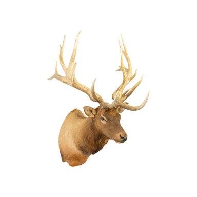 Huge Elk Shoulder Mount, Furnishings, Taxidermy, Elk