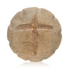 Archaic Woodlands Stone Multi Tool, Native, Stone and Tools, Other