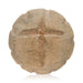 Archaic Woodlands Stone Multi Tool, Native, Stone and Tools, Other