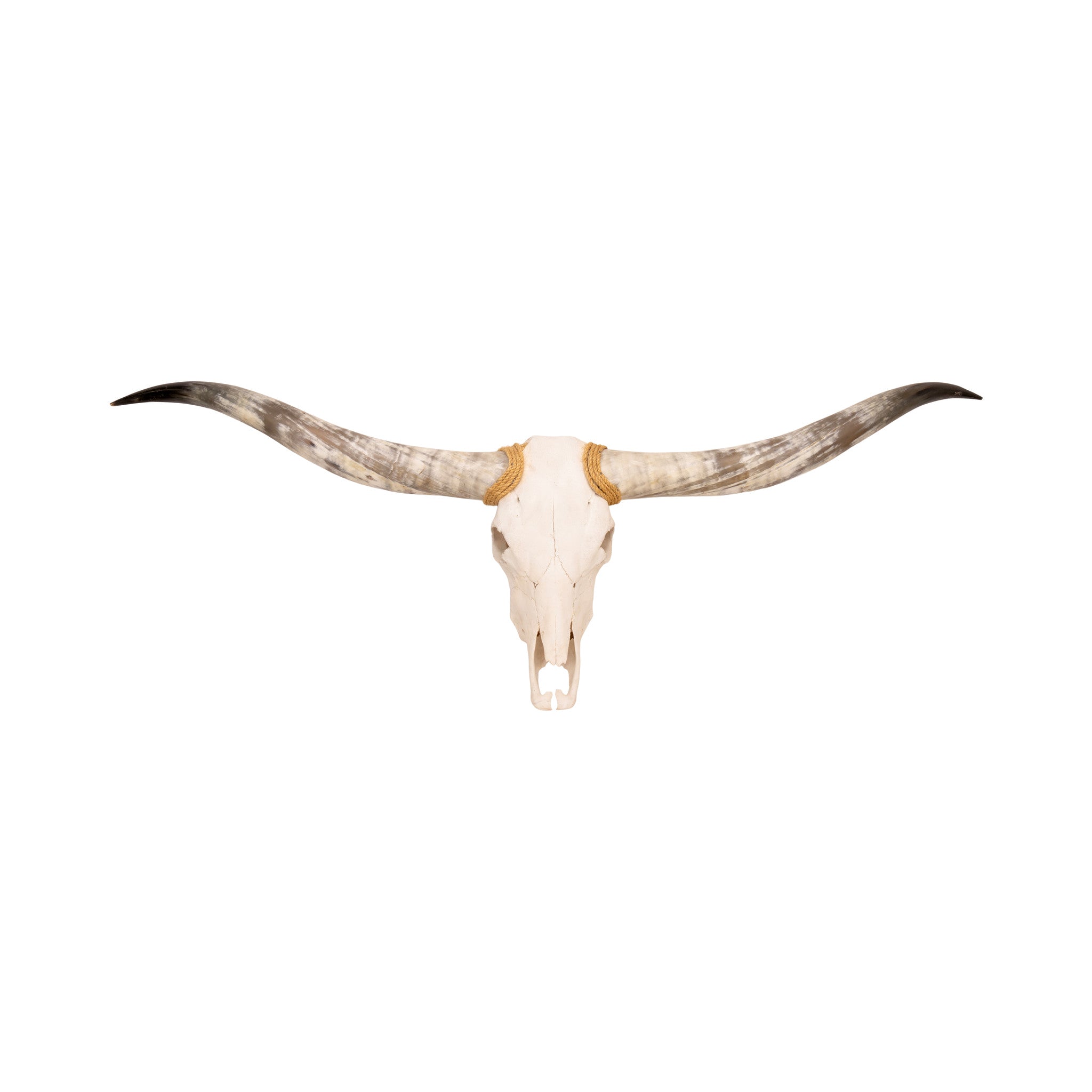 Texas Long Horn Steer Skull, Furnishings, Taxidermy, Longhorn