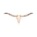 Texas Long Horn Steer Skull, Furnishings, Taxidermy, Longhorn