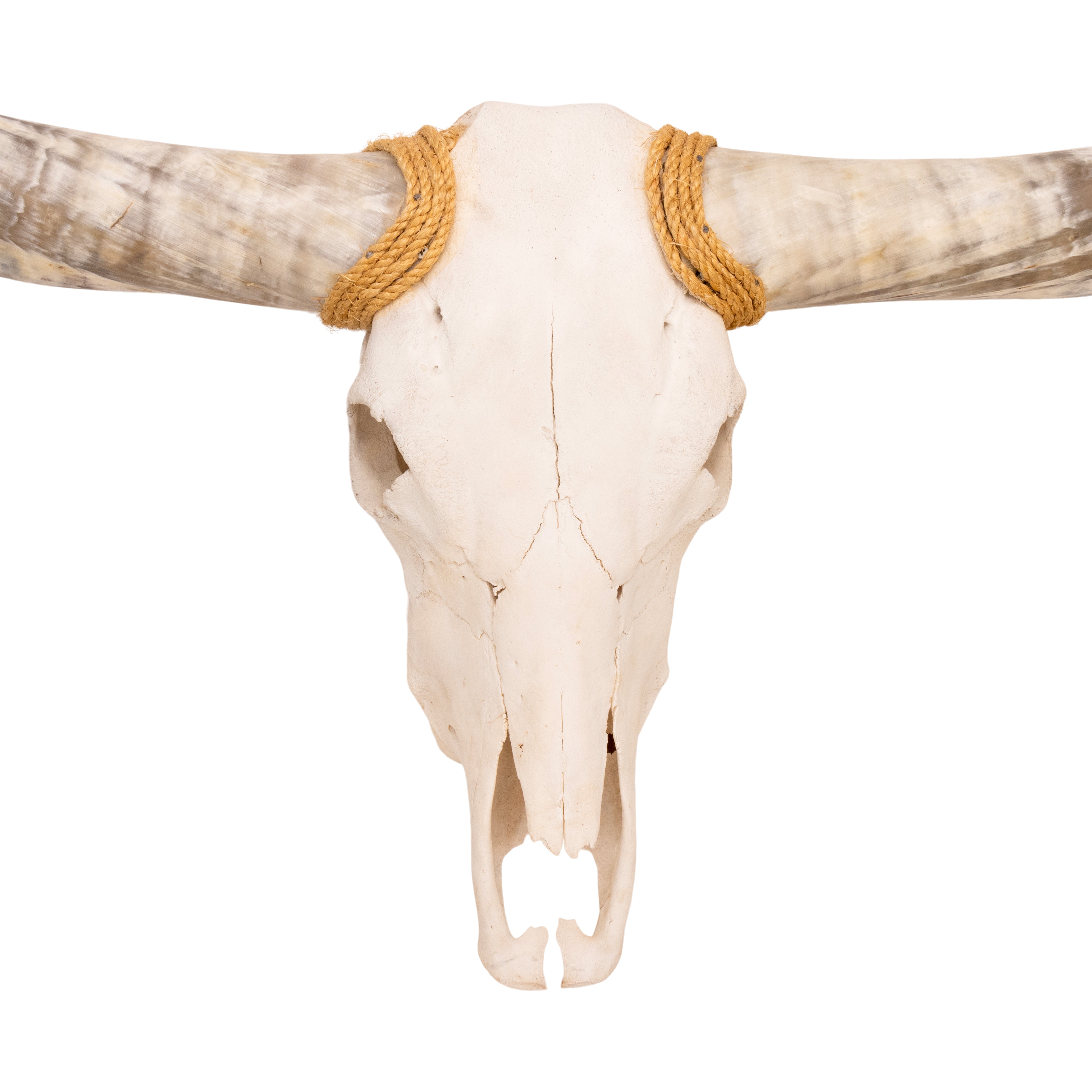 Texas Long Horn Steer Skull