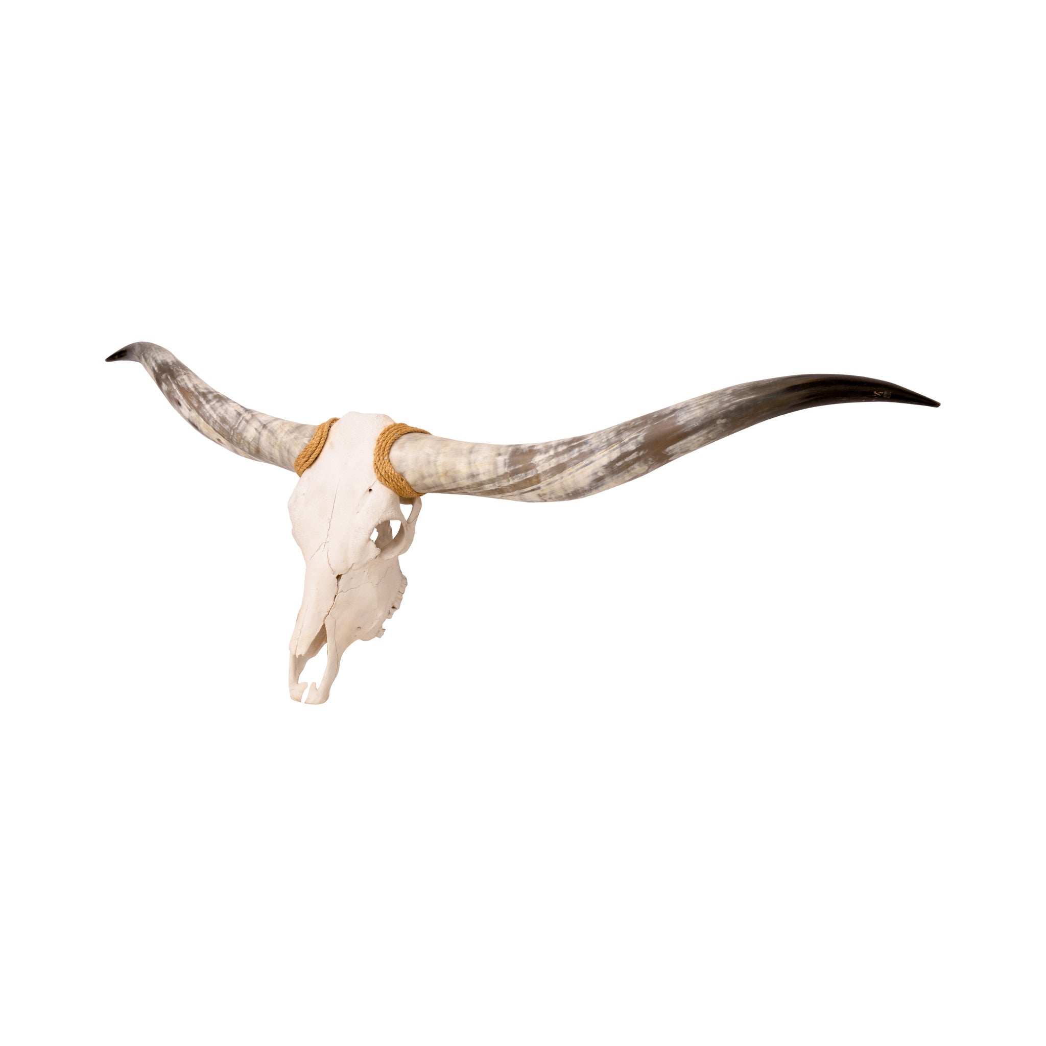 Texas Long Horn Steer Skull