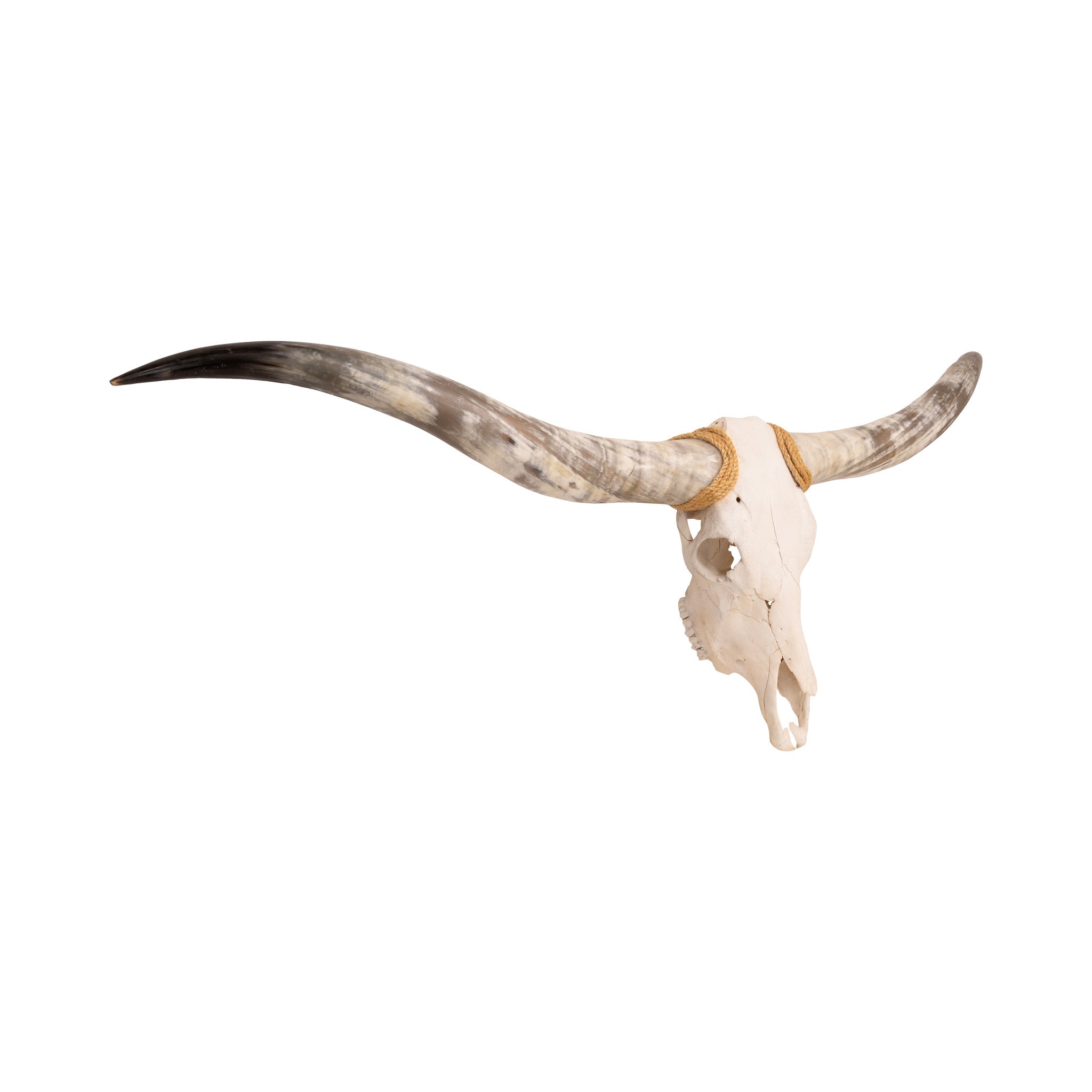 Texas Long Horn Steer Skull
