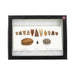 Prehistoric Colorado Collection, Native, Stone and Tools, Arrowhead