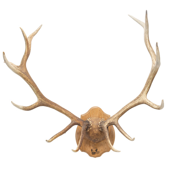 Coeur d'Alene River Monster Elk Rack, Furnishings, Taxidermy, Elk