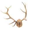 Coeur d'Alene River Monster Elk Rack