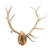 Coeur d'Alene River Monster Elk Rack