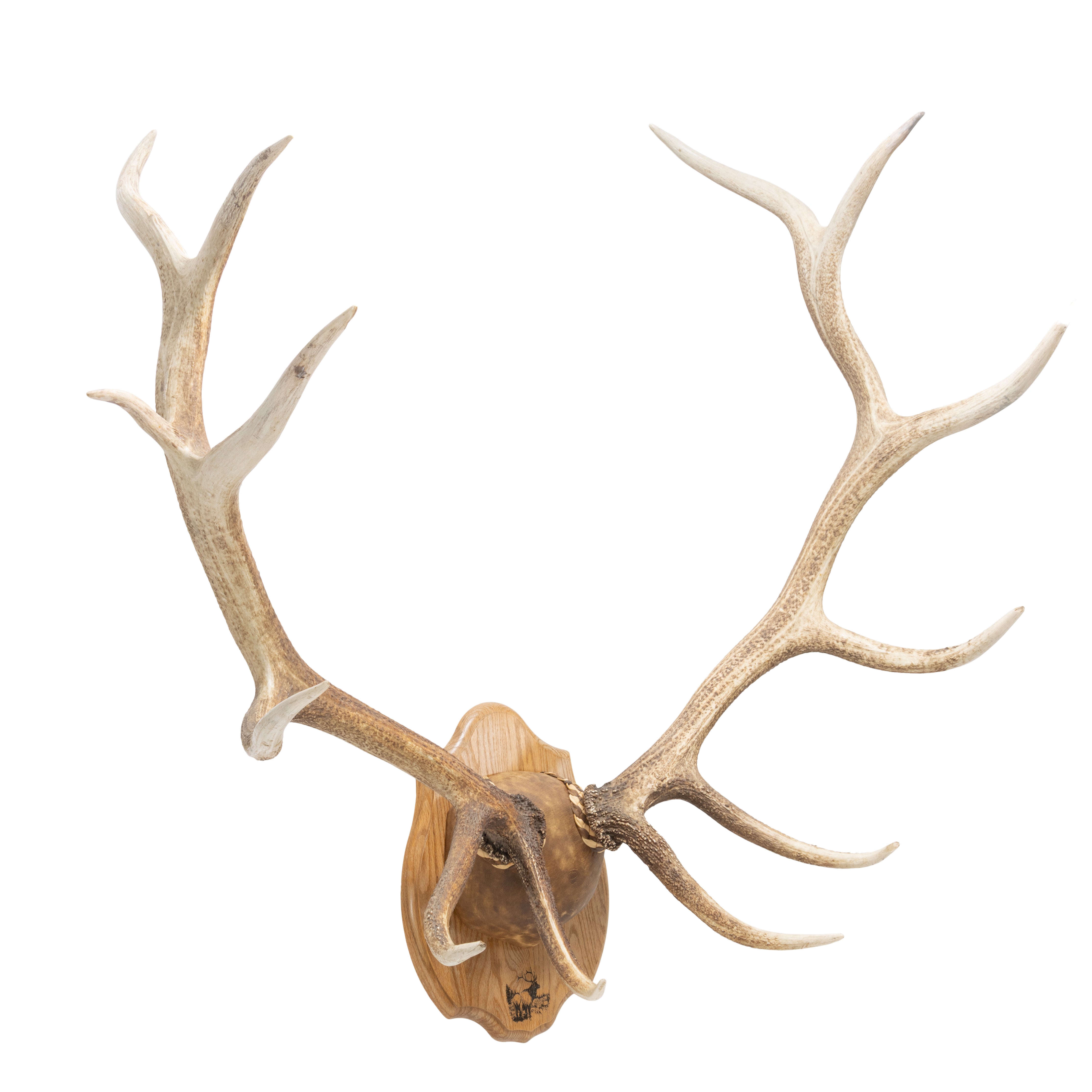 Coeur d'Alene River Monster Elk Rack
