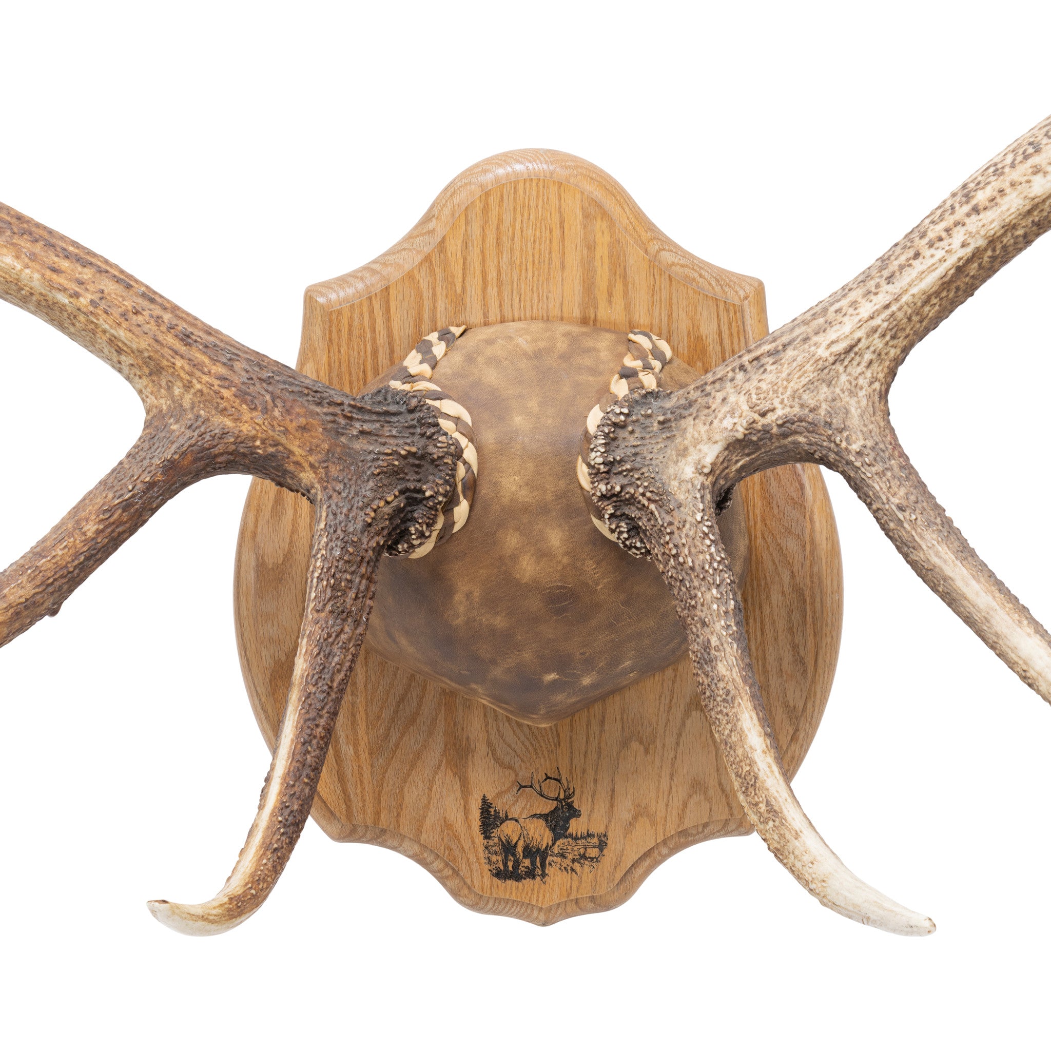 Coeur d'Alene River Monster Elk Rack