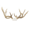 Non-Typical North Idaho Whitetail