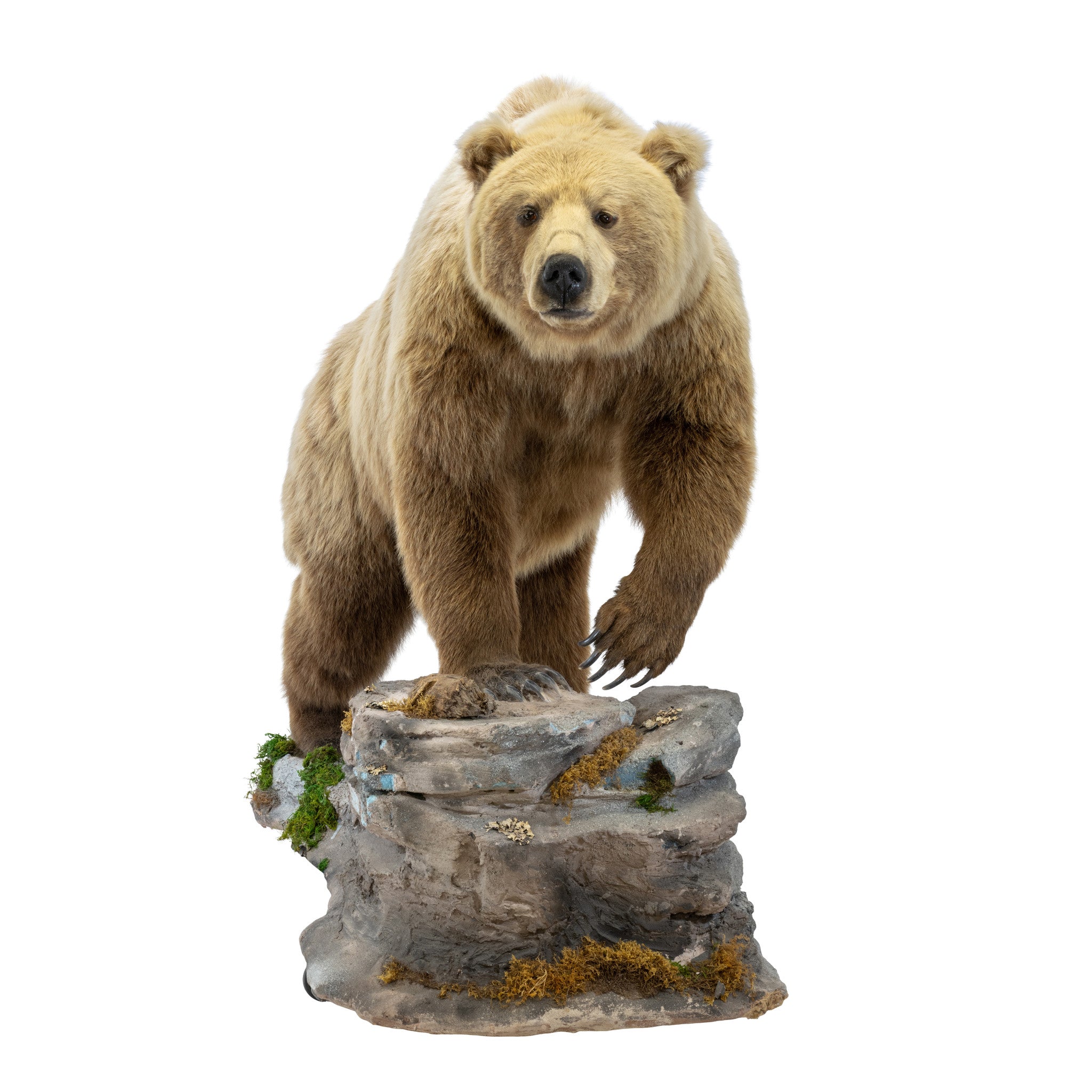 Full Body Grizzly Bear