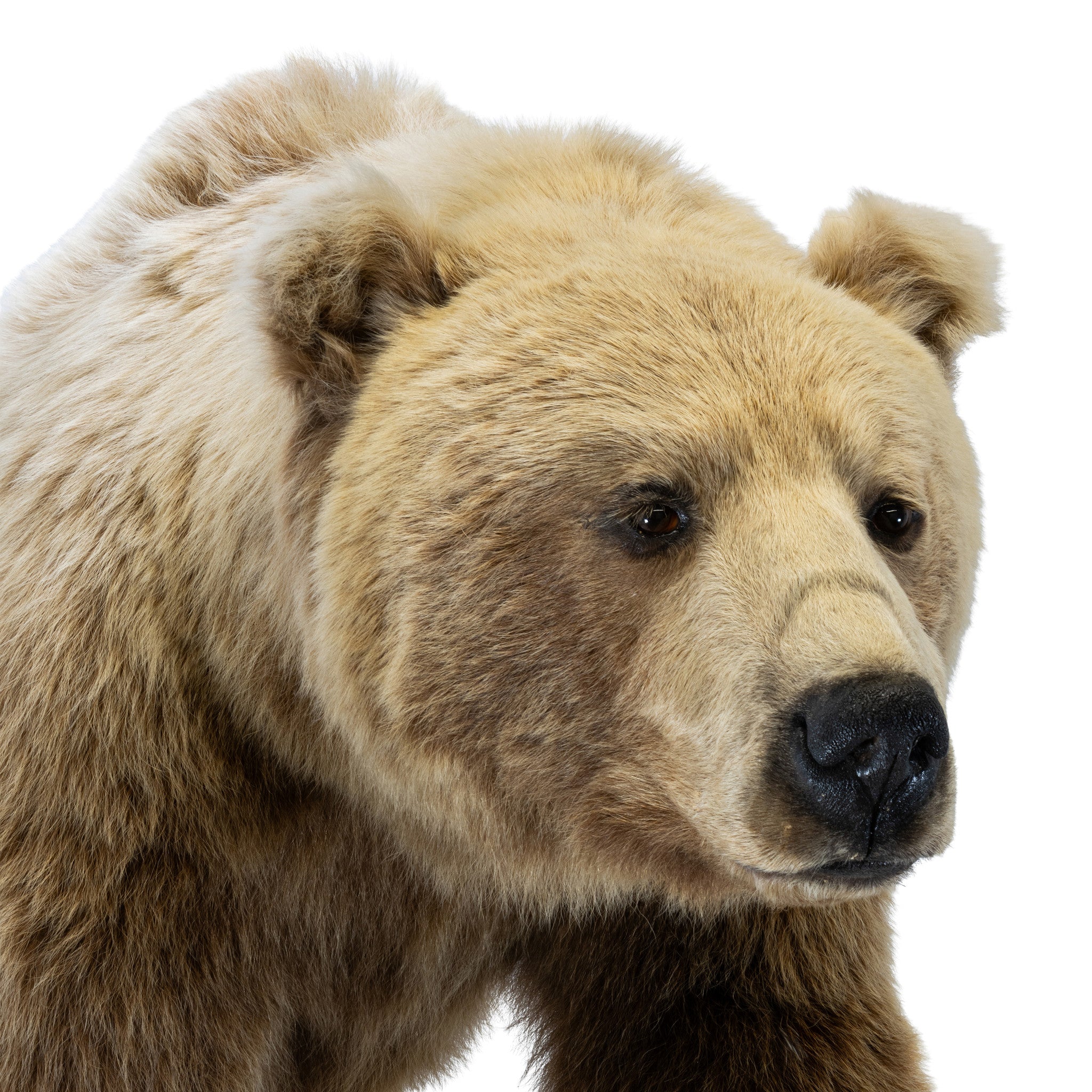 Full Body Grizzly Bear