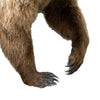 Full Body Grizzly Bear