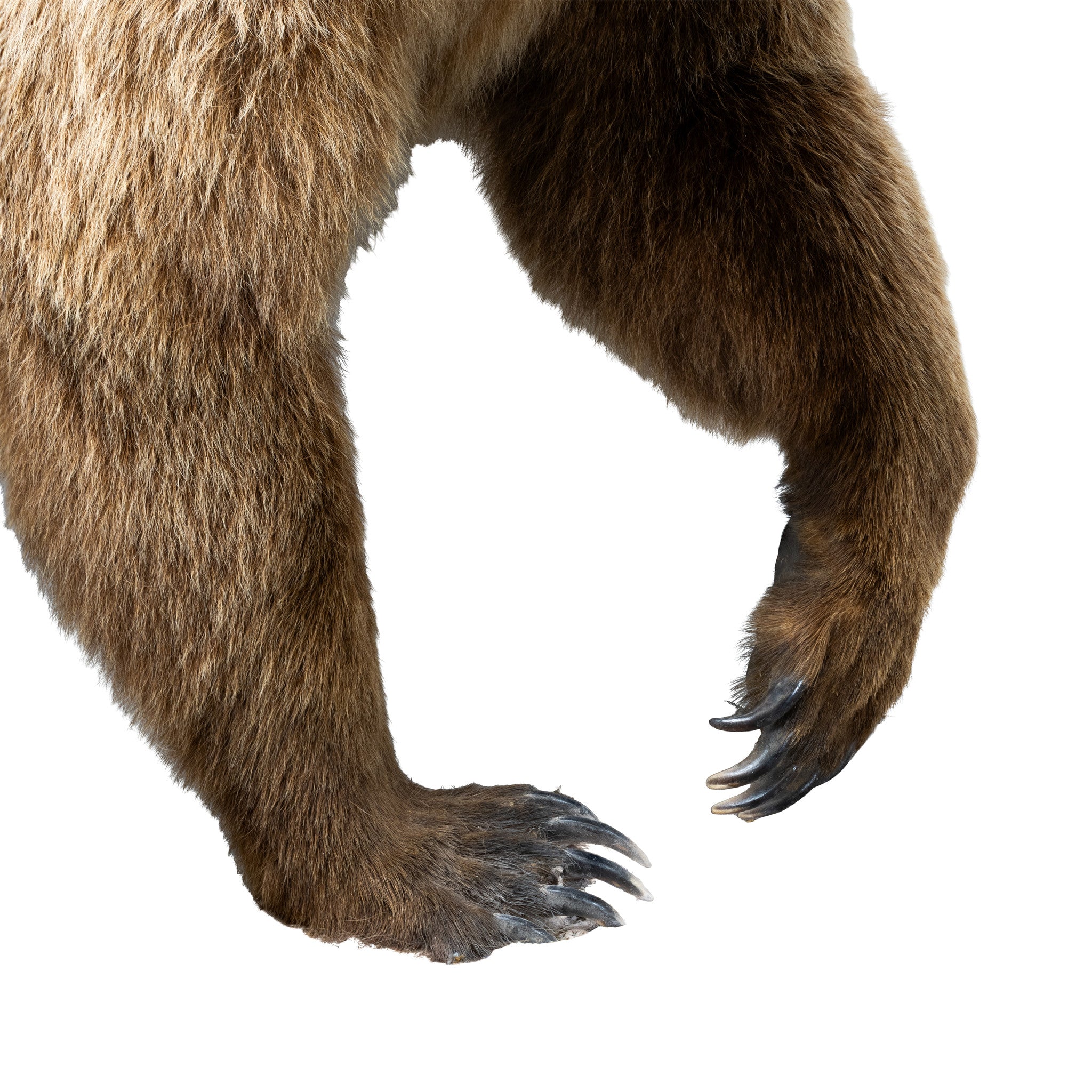 Full Body Grizzly Bear