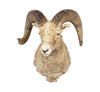 Record Book Rocky Mountain Bighorn, Furnishings, Taxidermy, Sheep