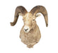 Record Book Rocky Mountain Bighorn, Furnishings, Taxidermy, Sheep