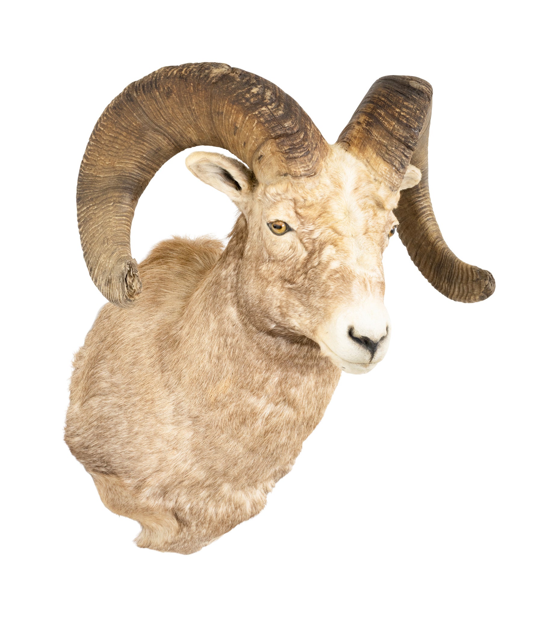 Record Book Rocky Mountain Bighorn