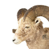 Record Book Rocky Mountain Bighorn