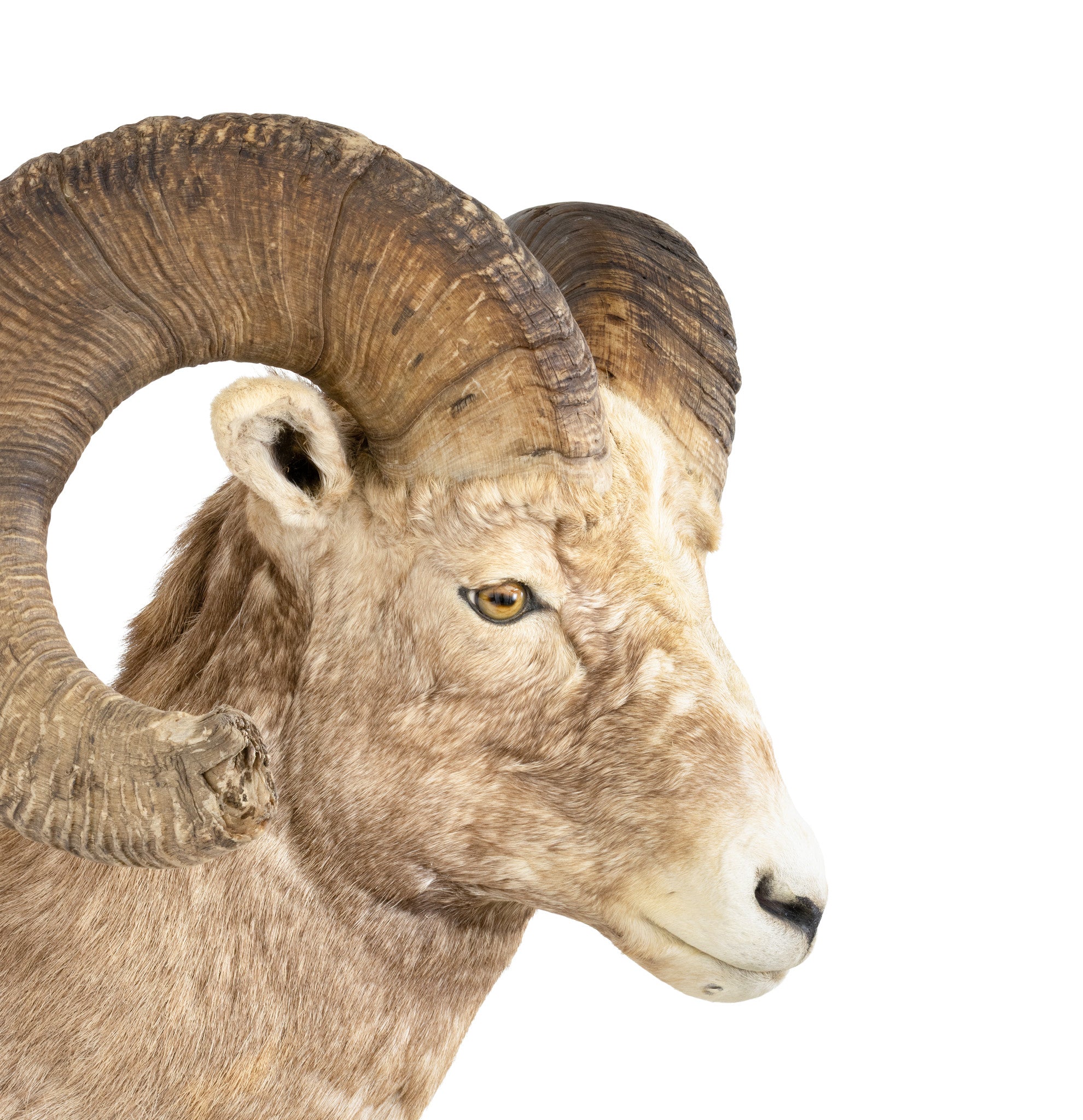 Record Book Rocky Mountain Bighorn