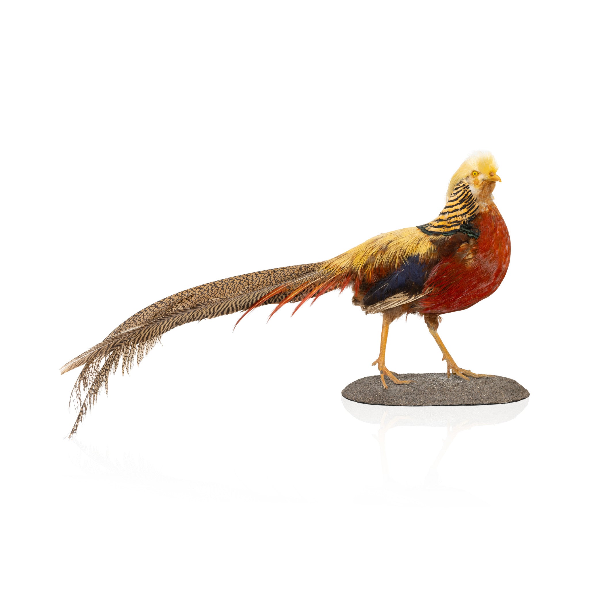 Golden Pheasant Mount, Furnishings, Taxidermy, Bird